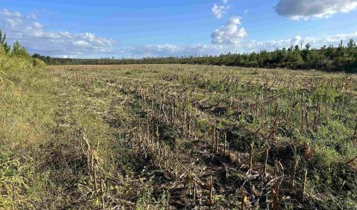 Photo #31 of FC Cox Rd., Hemingway, SC 116.0 acres