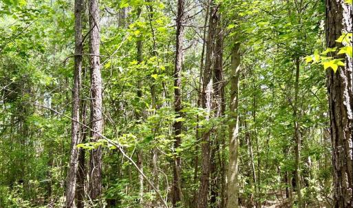 Photo #14 of FC Cox Rd., Hemingway, SC 116.0 acres