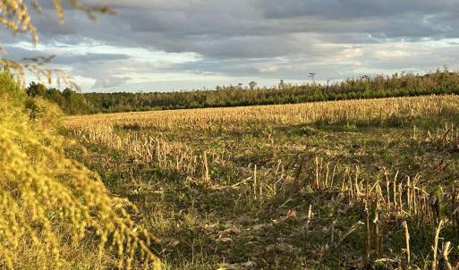 Photo #10 of FC Cox Rd., Hemingway, SC 116.0 acres