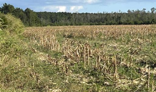 Photo #13 of FC Cox Rd., Hemingway, SC 116.0 acres