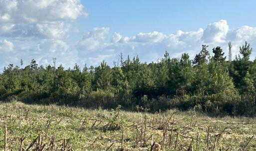 Photo #24 of FC Cox Rd., Hemingway, SC 116.0 acres