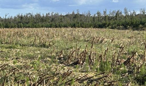 Photo #18 of FC Cox Rd., Hemingway, SC 116.0 acres