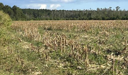 Photo #19 of FC Cox Rd., Hemingway, SC 116.0 acres