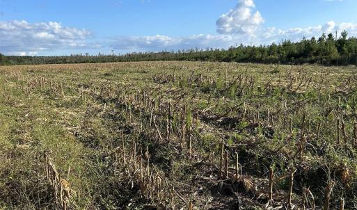 Photo #32 of FC Cox Rd., Hemingway, SC 116.0 acres