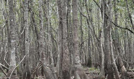 Photo #9 of FC Cox Rd., Hemingway, SC 116.0 acres