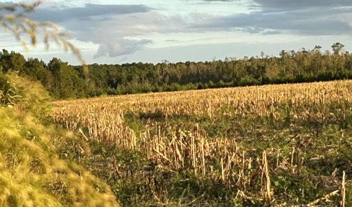 Photo #4 of FC Cox Rd., Hemingway, SC 116.0 acres