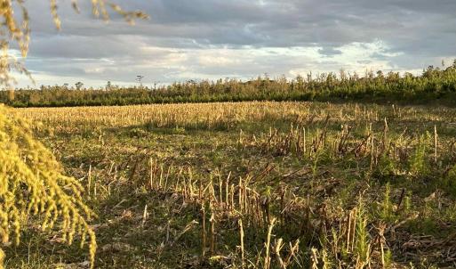 Photo #1 of FC Cox Rd., Hemingway, SC 116.0 acres