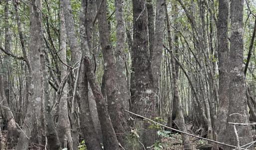 Photo #7 of FC Cox Rd., Hemingway, SC 116.0 acres