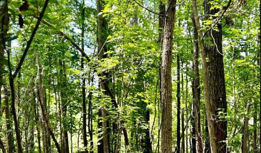 Photo #29 of FC Cox Rd., Hemingway, SC 116.0 acres