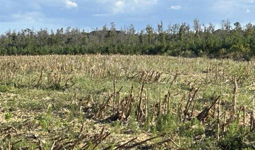 Photo #22 of FC Cox Rd., Hemingway, SC 116.0 acres