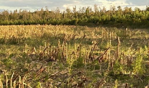 Photo #3 of FC Cox Rd., Hemingway, SC 116.0 acres