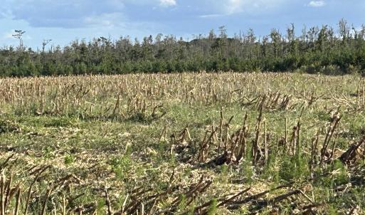 Photo #17 of FC Cox Rd., Hemingway, SC 116.0 acres