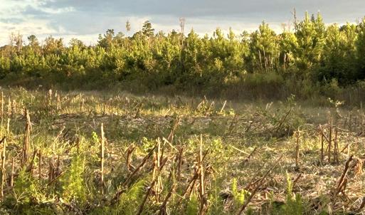 Photo #6 of FC Cox Rd., Hemingway, SC 116.0 acres