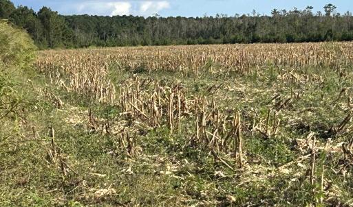 Photo #27 of FC Cox Rd., Hemingway, SC 116.0 acres