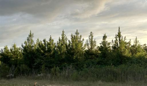 Photo #12 of FC Cox Rd., Hemingway, SC 116.0 acres