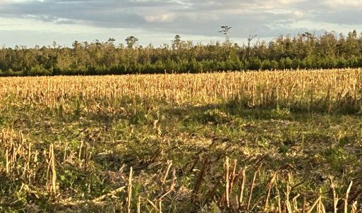 Photo #2 of FC Cox Rd., Hemingway, SC 116.0 acres