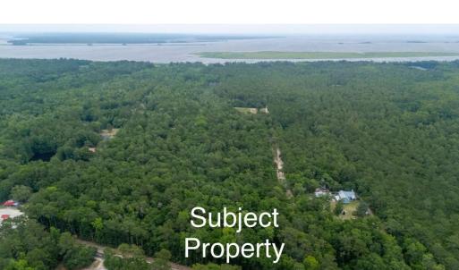Aerial view of a forest