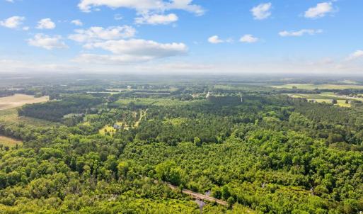 Bird's eye view of a forest