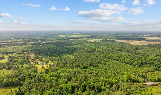 Bird's eye view of a forest
