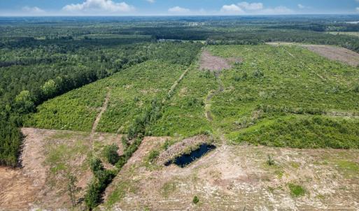 Aerial view of a forest