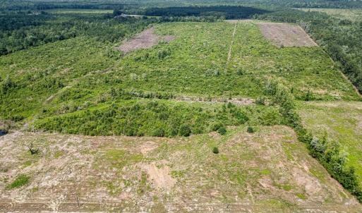 Bird's eye view of a forest