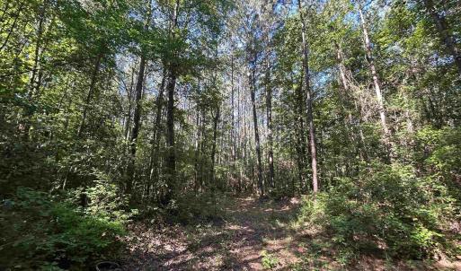 View of wooded area