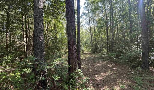 View of tree filled area