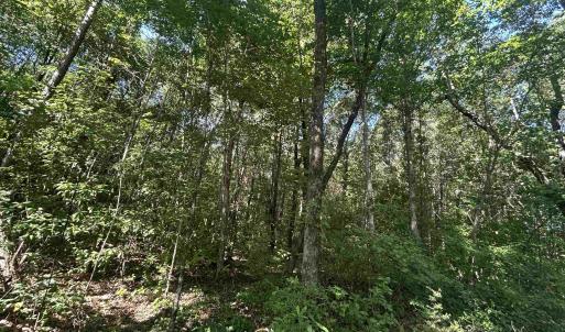 View of tree filled area