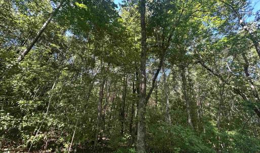 View of wooded area