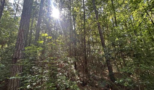 View of tree filled area