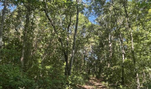 View of woods