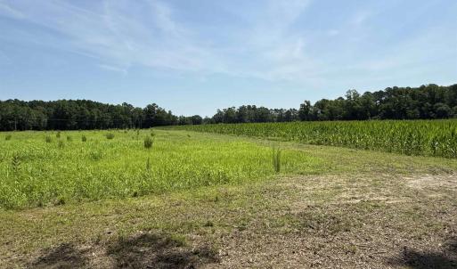 Photo #5 of TBD Highway 668, Conway, SC 15.0 acres