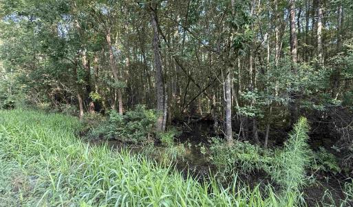 Photo #5 of TBD Wolf Pit Bay Rd., Nichols, SC 6.9 acres