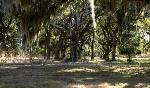 View of local wilderness