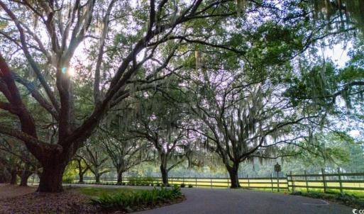 Photo #7 of 313 Rossdhu Ave., Pawleys Island, SC 2.4 acres
