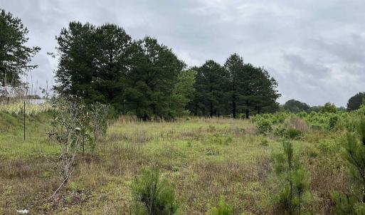View of nature