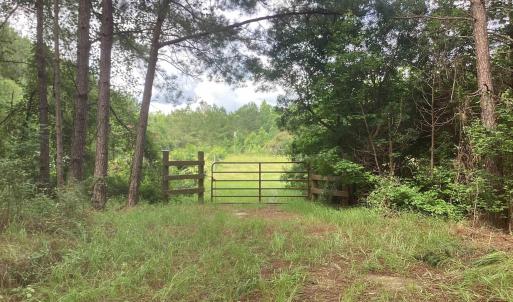 View of yard featuring a forest view