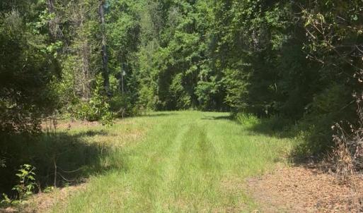 View of yard with a view of trees