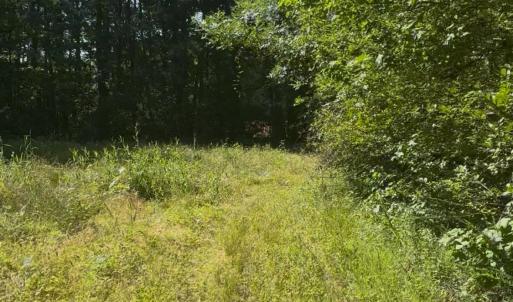 View of local wilderness
