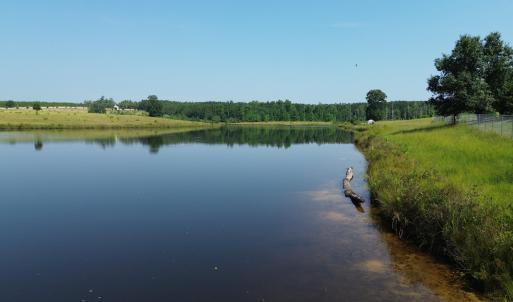 Water view with a forest