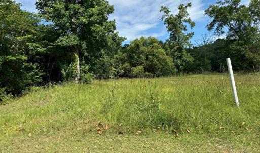 View of local wilderness