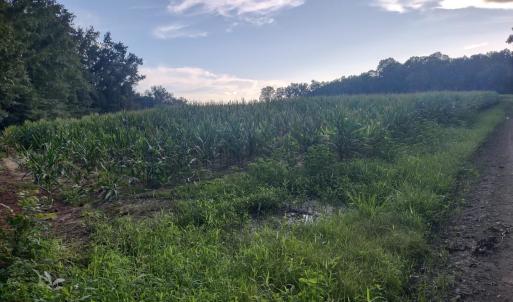 Photo #1 of TBD Beaver Rd., Hemingway, SC 13.6 acres