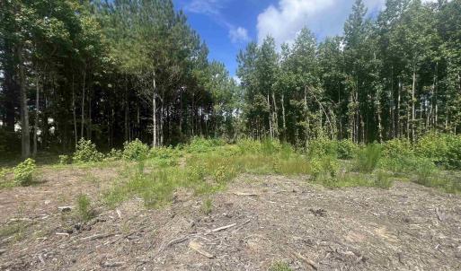 View of local wilderness