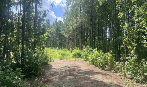 View of woods