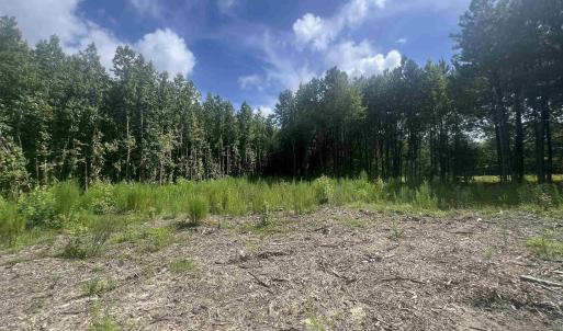 View of woods