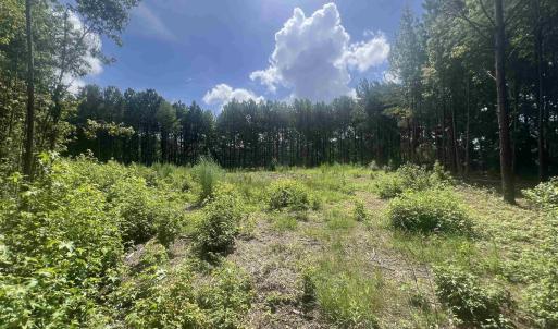 View of woods