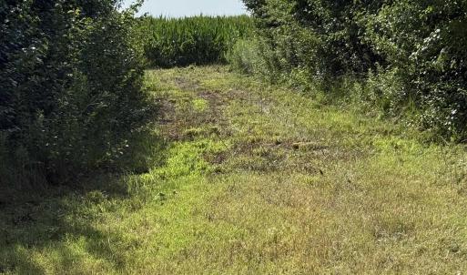 View of local wilderness