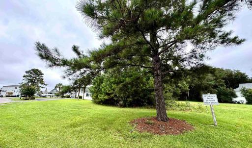 View of green lawn