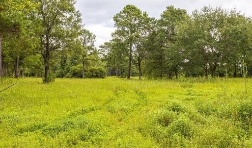 View of local wilderness