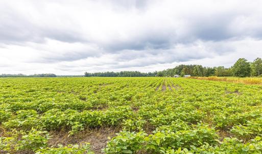 View of nature with rural landscape and abundant f